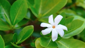 Ta roślina jest lepsza od grudnika. Pachnie obłędnie i może kwitnąć cały rok