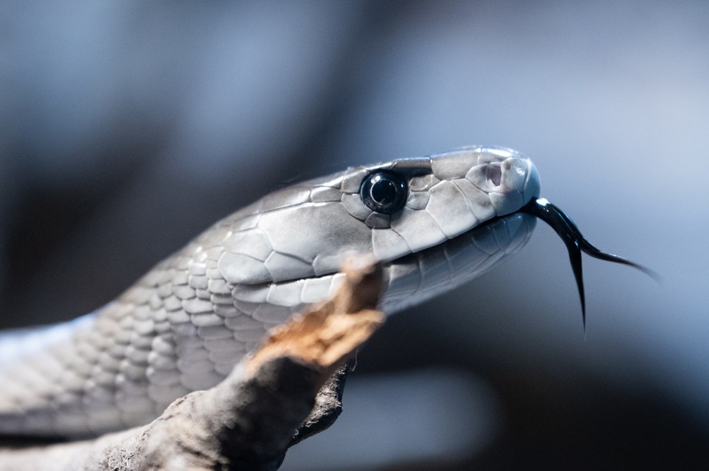 Czarna mamba często zagląda do ludzkich siedzib