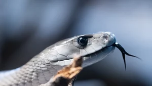 Czarna mamba często zagląda do ludzkich siedzib