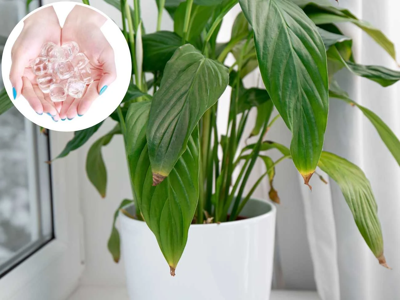 Skrzydłokwiat źle znosi sezon grzewczy. Warto zatem poznać prosty sposób, dzięki któremu odżyje. Skrzydłokwiat źle znosi sezon grzewczy. Warto zatem poznać prosty sposób, dzięki któremu odżyje.