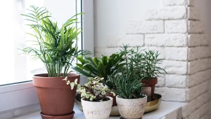 Chcesz mieć zdrowe i piękne kwiaty? Po prostu włóż to do doniczki