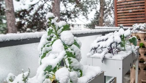 Te warzywa możesz uprawiać na balkonie zimą. Niestraszny im mróz i śnieg 