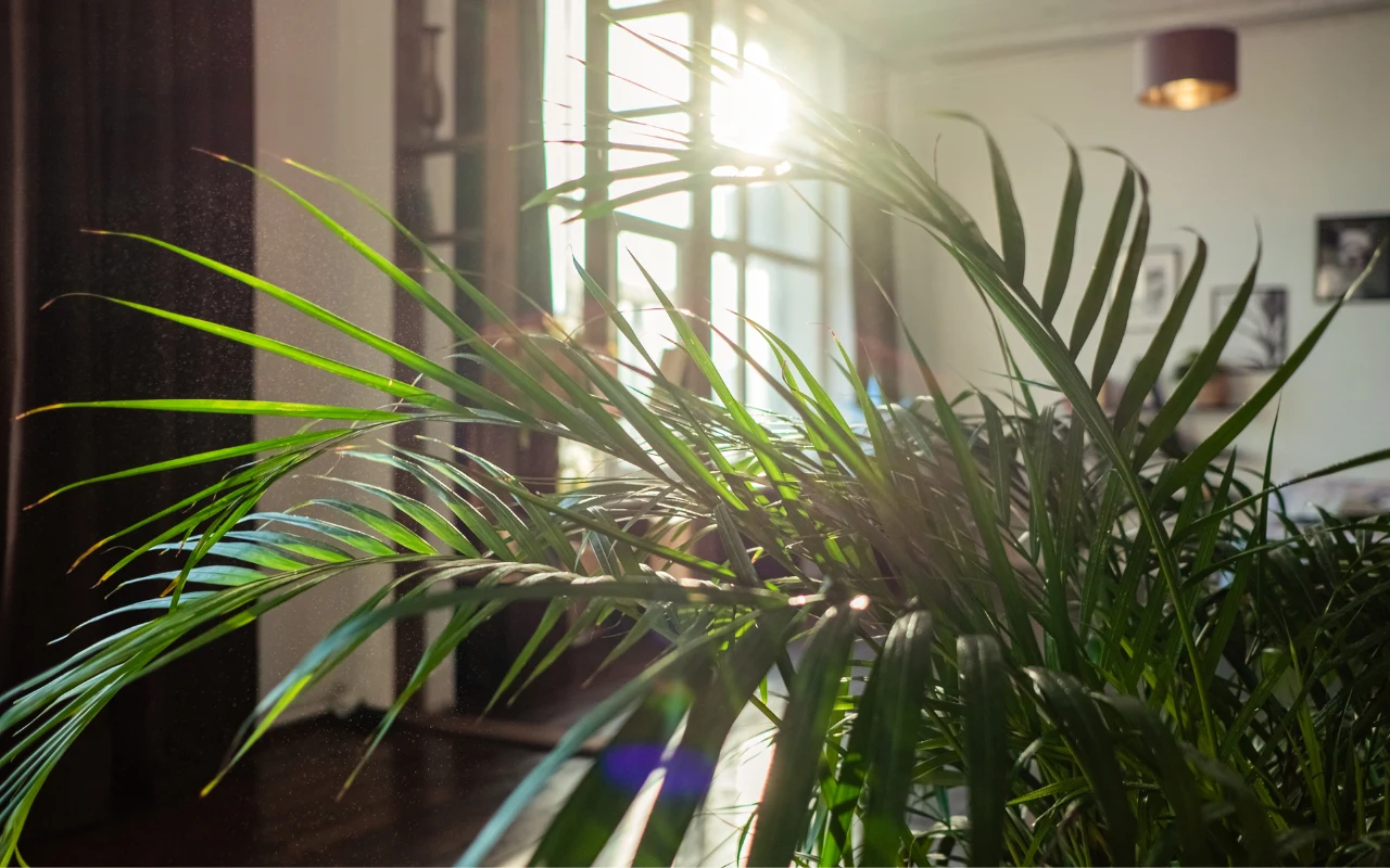 Domowa palma doniczkowa