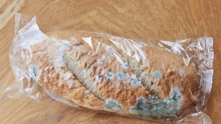 Gdzie wyrzucić spleśniały chleb? 