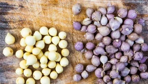 Nie lubisz ostrego smaku czosnku? Posadź tę odmianę, jest łagodniejsza