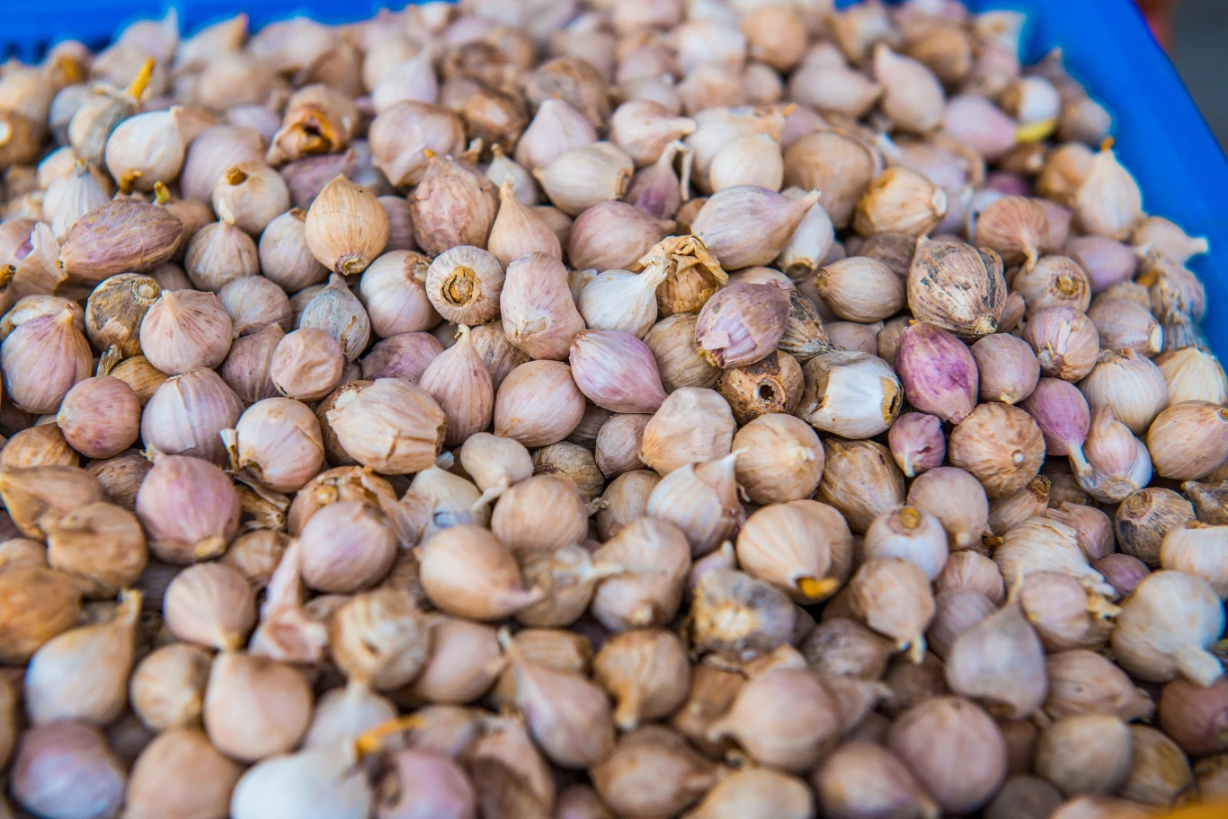 Czosnek słoniowy ma łagodniejszy smak od klasycznego czosnku.