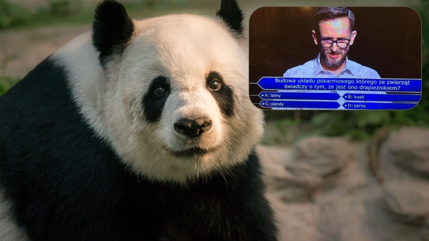 Panda wielka była odpowiedzią na pytanie finałowe "Milionerów" Panda wielka była odpowiedzią na pytanie finałowe "Milionerów"