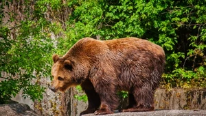 Mięso z niedźwiedzia w słowackiej restauracji. Wybuchł skandal