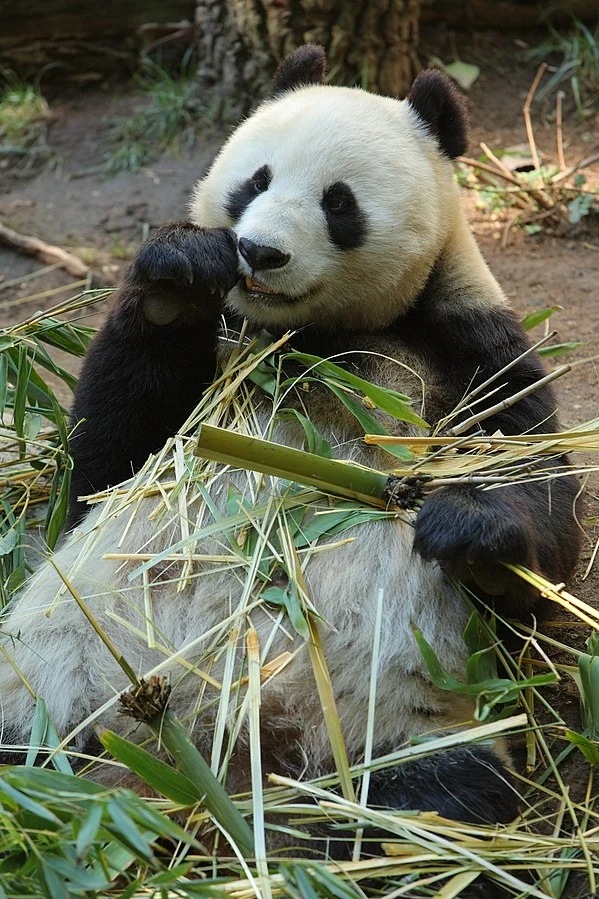Panda wielka zjada dziennie nawet 40 kg bambusa