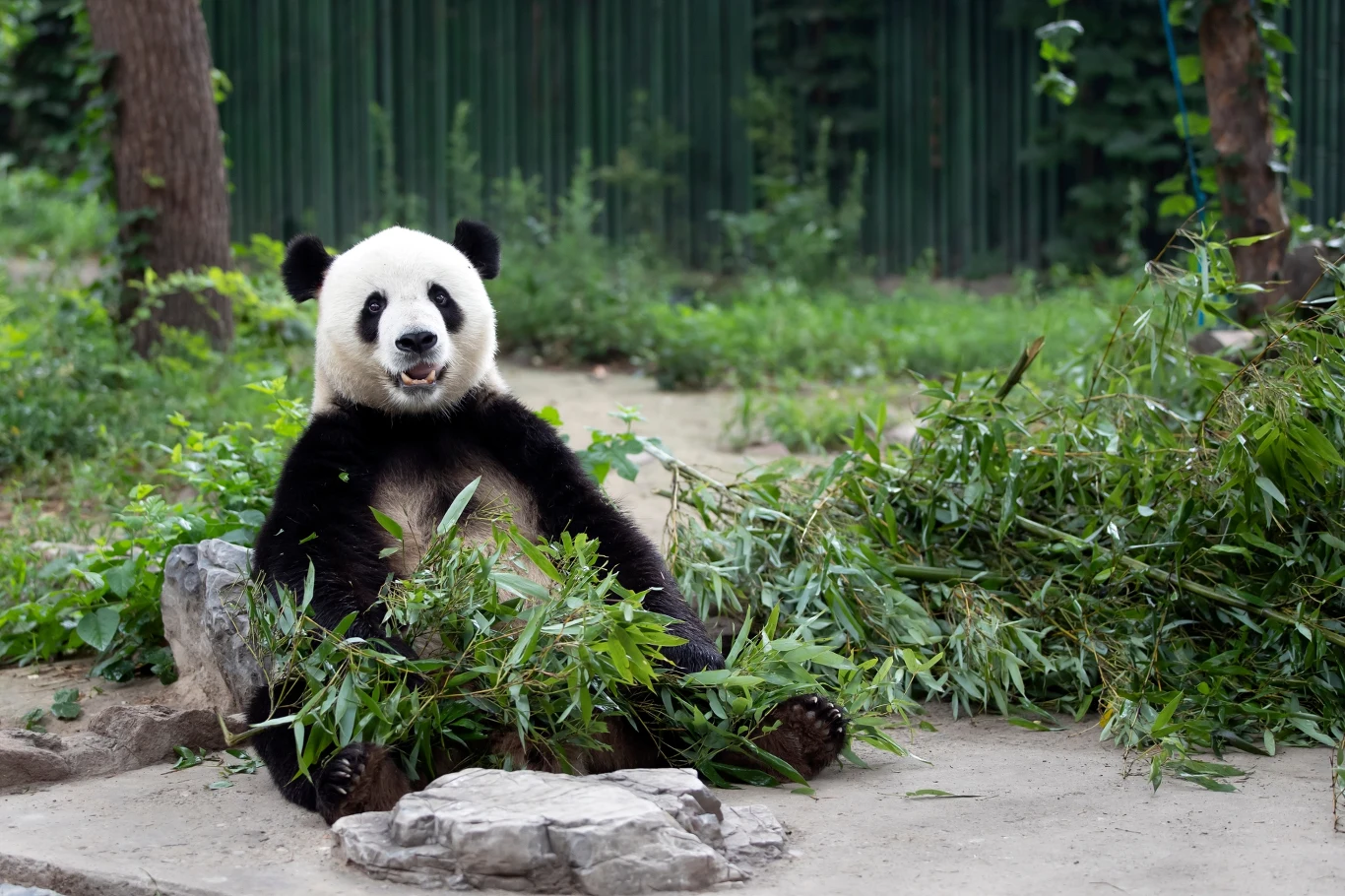 Panda wielka - drapieżny, który stał się roślinożercą