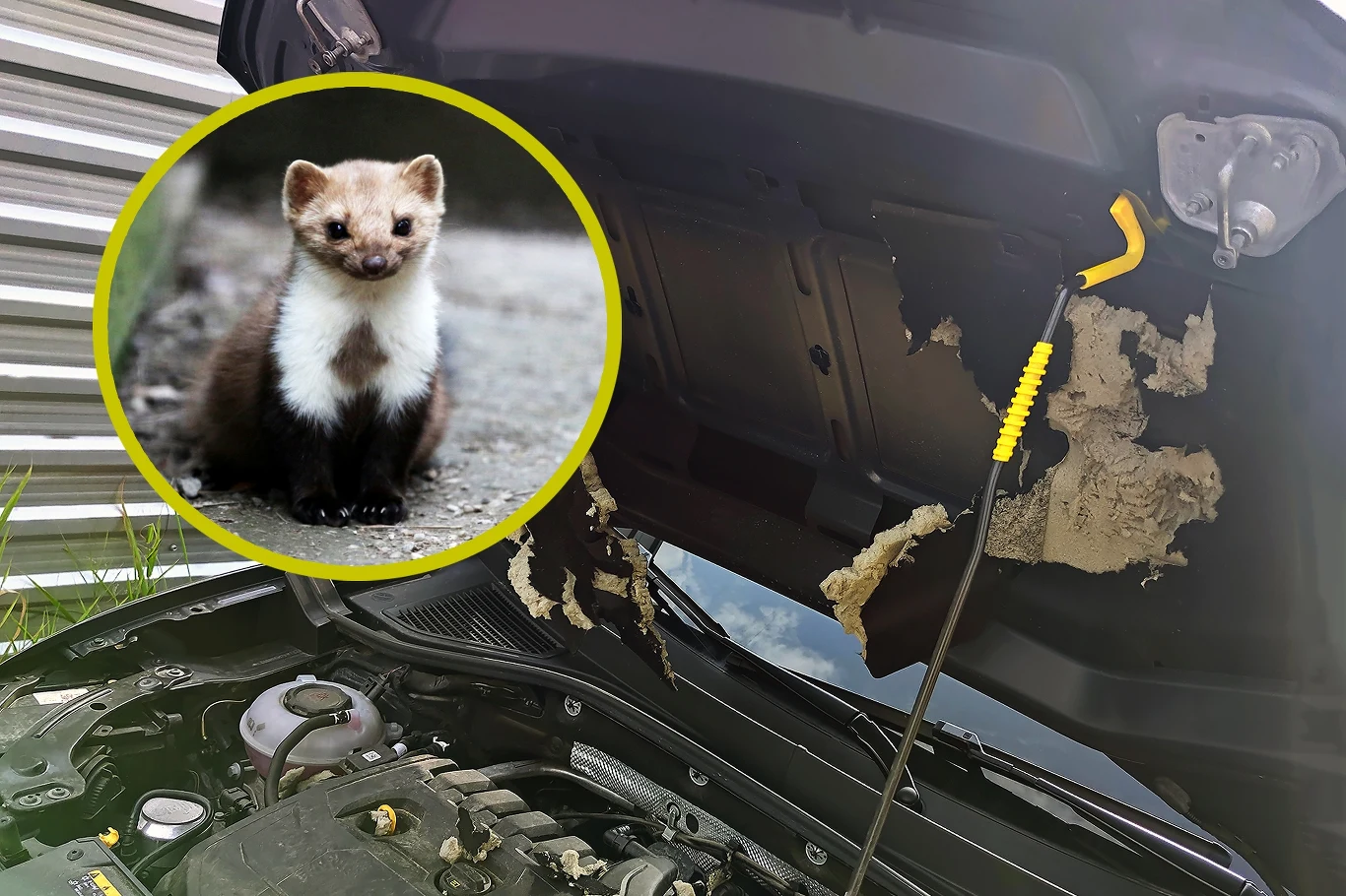 Kuna to wróg kierowcy. Niemcy mają jeden skuteczny sposób Kuna to wróg kierowcy. Niemcy mają jeden skuteczny sposób