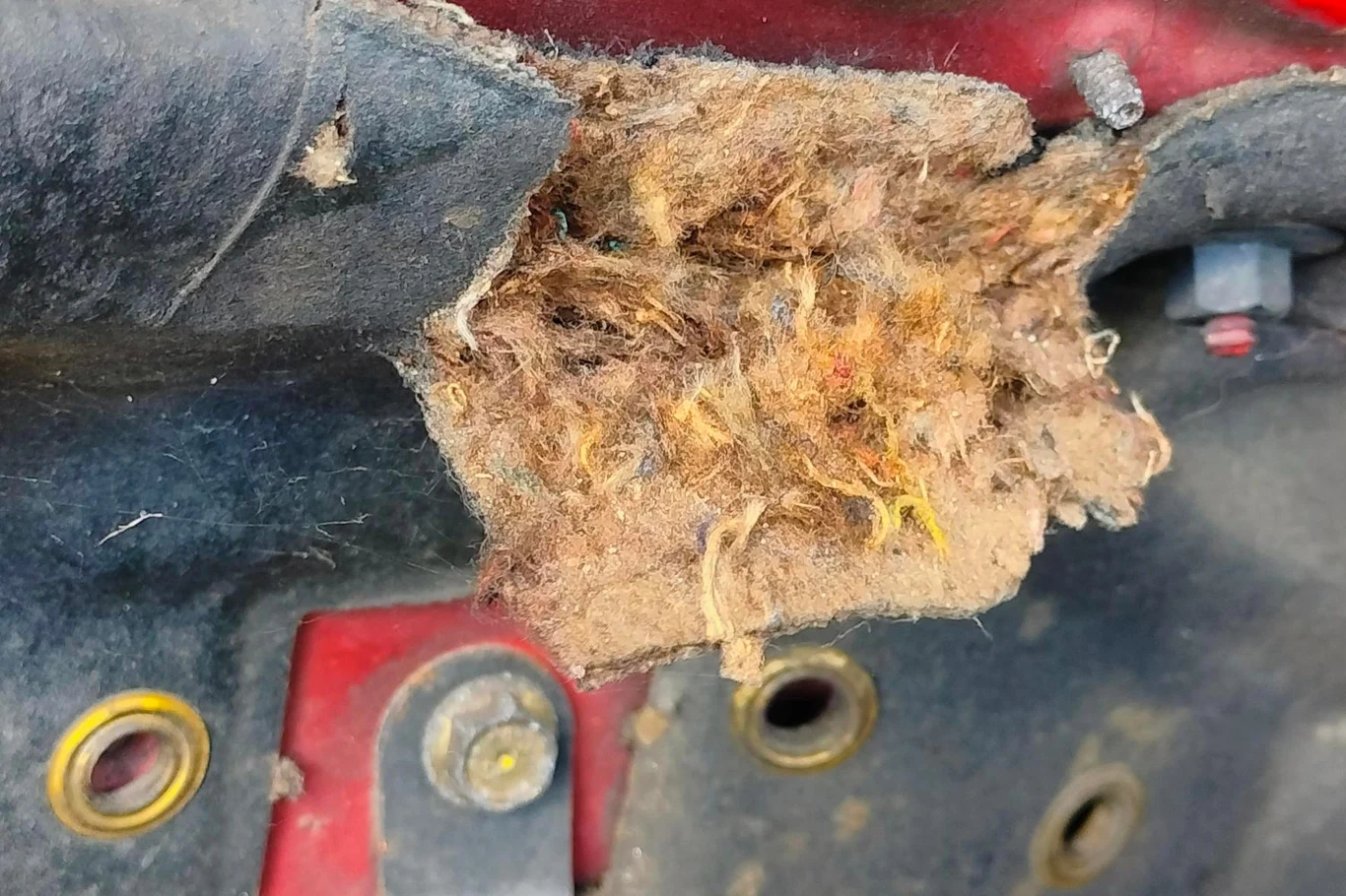 Kuny szczególnie lubią niszczyć maty wygłuszające pod maską Kuny szczególnie lubią niszczyć maty wygłuszające pod maską