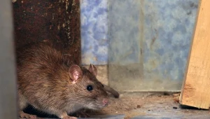 Zatrucia środkami gryzoniobójczymi wynikają z ich nieprawidłowego stosowania - wskazują eksperci