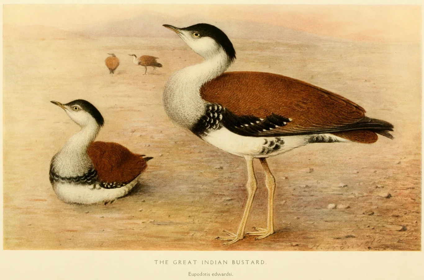 Ilustracja przedstawiająca dużego dropia indyjskiego