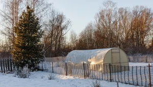 Ciepła, czy zimna zima? Ogrodnik tłumaczy, która z nich gorzej wpływa na rośliny