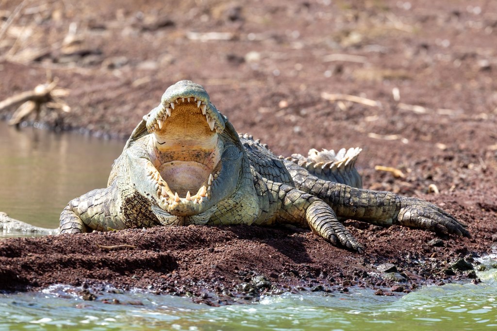 Krokodyle nilowe mogą być groźne dla ludzi. Tu osobnik sfotografowany w Etiopii