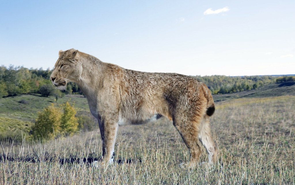 Szczątki szablozębnego kota Homotherium znaleziono na Syberii