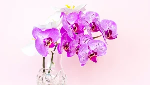 Mało kto zna ten trik przy podlewaniu storczyków