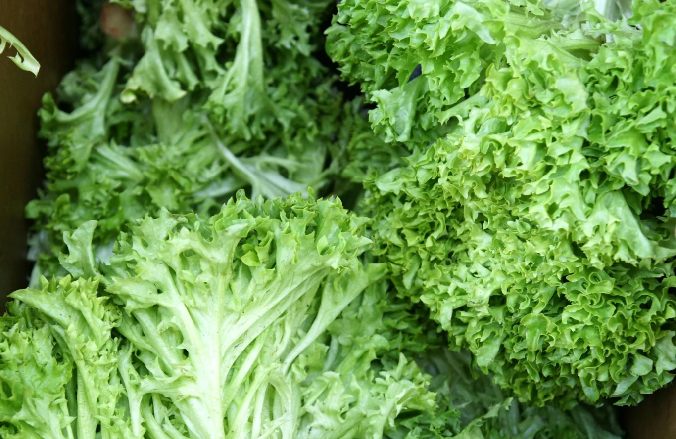 Z endywii można wyczarować wiele smacznych i zdrowych posiłków Z endywii można wyczarować wiele smacznych i zdrowych posiłków