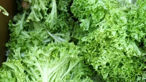 Z endywii można wyczarować wiele smacznych i zdrowych posiłków