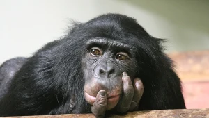 Odkryli niezwykłą umiejętność szympansów. Myślą tak jak ludzie