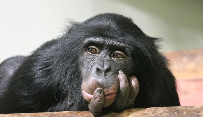 Szympansy myślą racjonalnie. Naukowcy odkryli, że podejmują wybory w oparciu o siłę dowodów podobnie jak ludzie