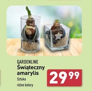 Амариліс Gardenline