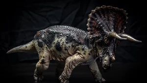 Triceratops