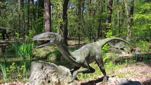 Kość sprzed 225 mln lat burzy teorię o początkach dinozaurów
