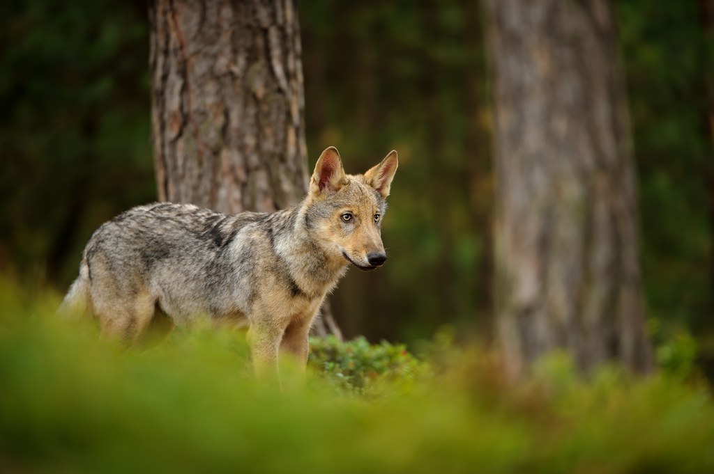 Młody samiec wilka został potrącony na terenie Nadleśnictwa Garwolin. Umarł z wycieńczenia