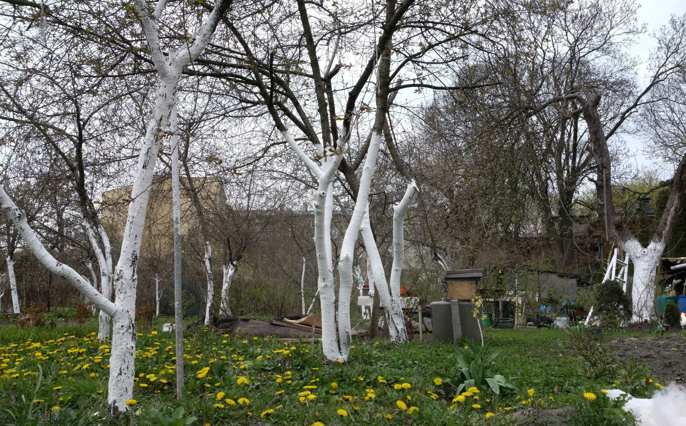 Bielenie drzew owocowych chroni korę przed pęknięciem, powstającym podczas skoków temperatur. 