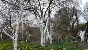 Zbliża się termin tego zabiegu w sadzie. Ochroni drzewka owocowe