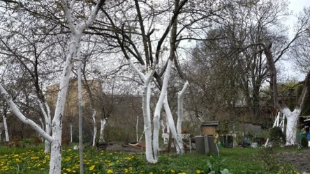 Bielenie drzew owocowych chroni korę przed pęknięciem, powstającym podczas skoków temperatur.