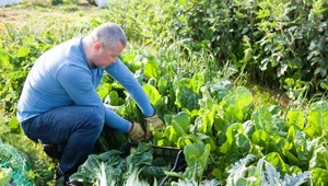 Zaskoczenie kryło się pod grządką. Niezwykłe znaleziska z ogrodów