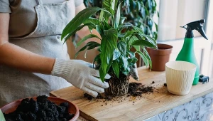 Widzisz te muszki latające wokół doniczek? Zrób to, a więcej nie wrócą