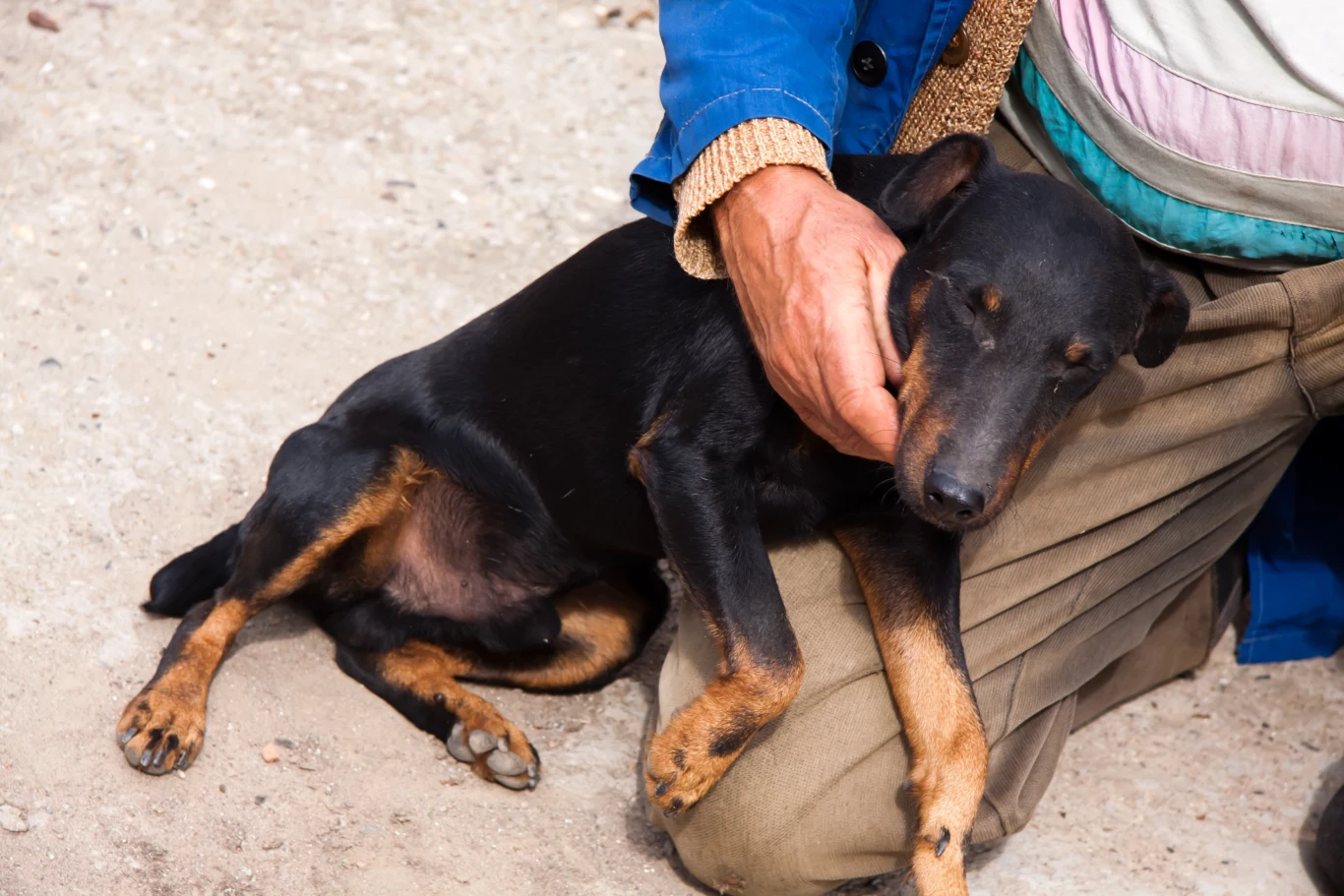 World Animal Protection ostrzega, że w Maroku dobrostan zwierząt - zarówno udomowionych, ale bezdomnych, jak i hodowlanych jest od wielu lat na ekstremalnie niskim poziomie