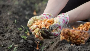 Posadź te warzywa w listopadzie. Wiosną będą obfite zbiory 