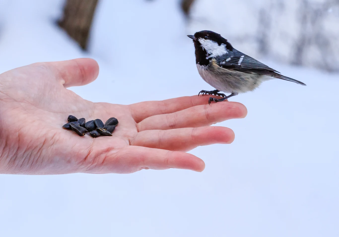 Dokarmianie ptaków powinno zacząć się wtedy, gdy śnieg przykryje ziemię lub temperatury mocno spadną. Najczęściej jest to przełom listopada i grudnia Dokarmianie ptaków powinno zacząć się wtedy, gdy śnieg przykryje ziemię lub temperatury mocno spadną. Najczęściej jest to przełom listopada i grudnia