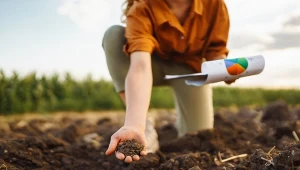 Warzywa na zimę? Sprawdź, co i jak sadzić w listopadzie