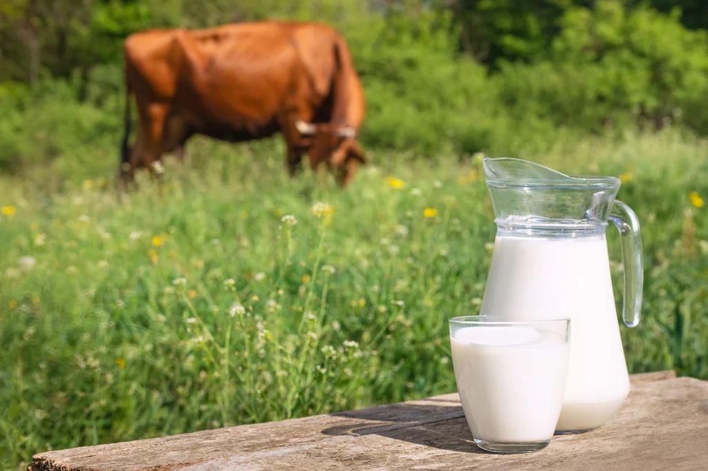 Krowa na pastwisku. Widok powszechny w Alpach, ale mleko produkowane na masową skalę wcale nie pochodzi od szczęśliwej krowy