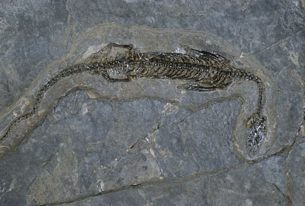 Skamielina pachypleurozaura Pachypleurosaurus edwardsi