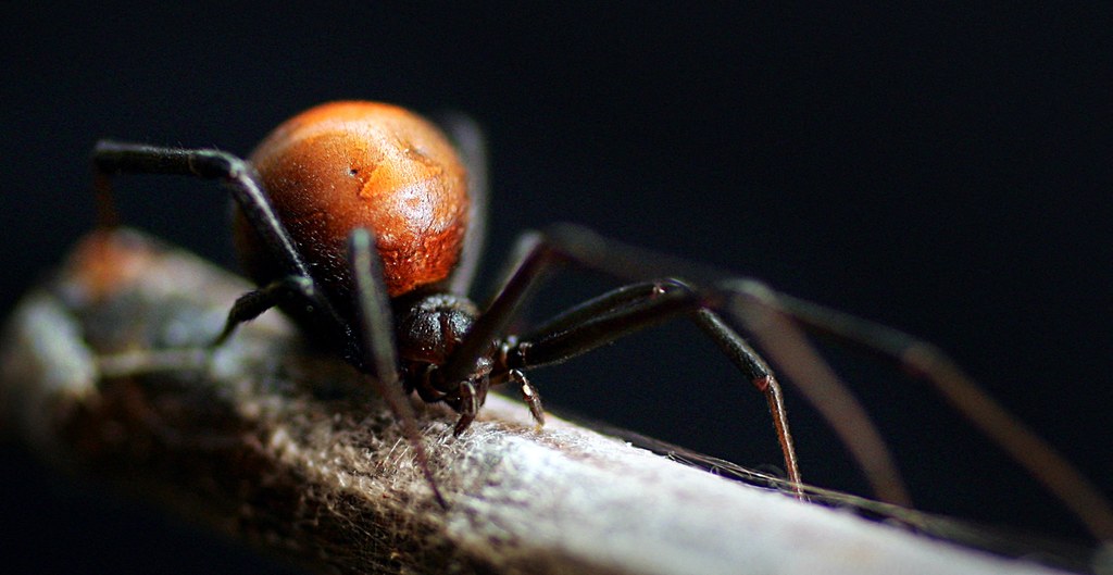 Redback to jeden z groźnych pająków Australii