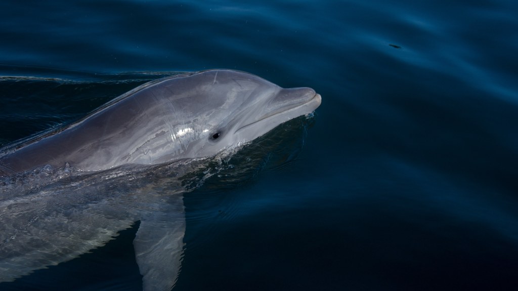 Delfiny butlonose zazwyczaj żyją w grupach. Dlatego samotny osobnik, który 2019 r. wpłynął do Bałtyku był dla naukowców nie lada gratką