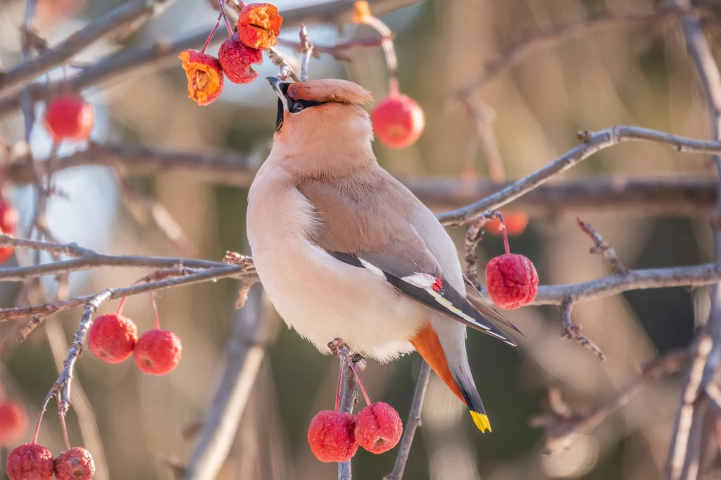 Jemiołuszka Bombycilla garrulus przylatuje do Polski na okres zimy.