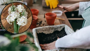 Pięknie wygląda i pachnie jak pierniczki. Zasadź teraz, a zakwitnie na Boże Narodzenie 