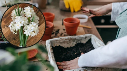 instagram.com/farmsteadflowersok/ Narcyz bożonarodzeniowy to wyjątkowa i piękna roślina