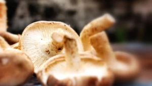 Nazywany jest najzdrowszym grzybem świata. Możesz zrobić zupę lub wyborne pierożki