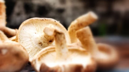Grzyby shiitake uważane są za najzdrowsze na świecie grzyby