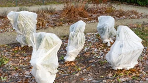 Weź z kuchni i owiń rośliny. Ochronisz je przed przymrozkami