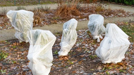 Możesz zabezpieczyć rośliny przed mrozem, okrywając je kocem, workiem jutowym lub folią bąbelkową